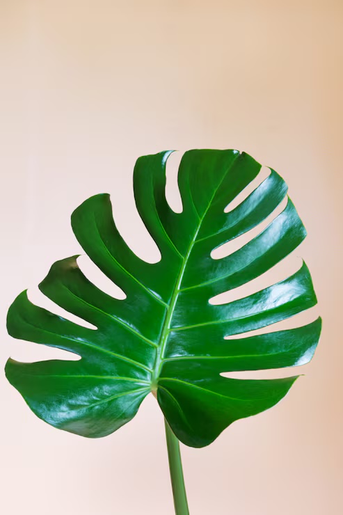 Monstera-Blatt in Rosé